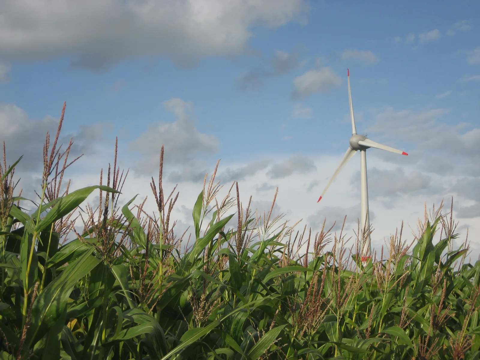 Éolienne ENERCON E-126 derrière un champ de maïs près de Georgsfeld.